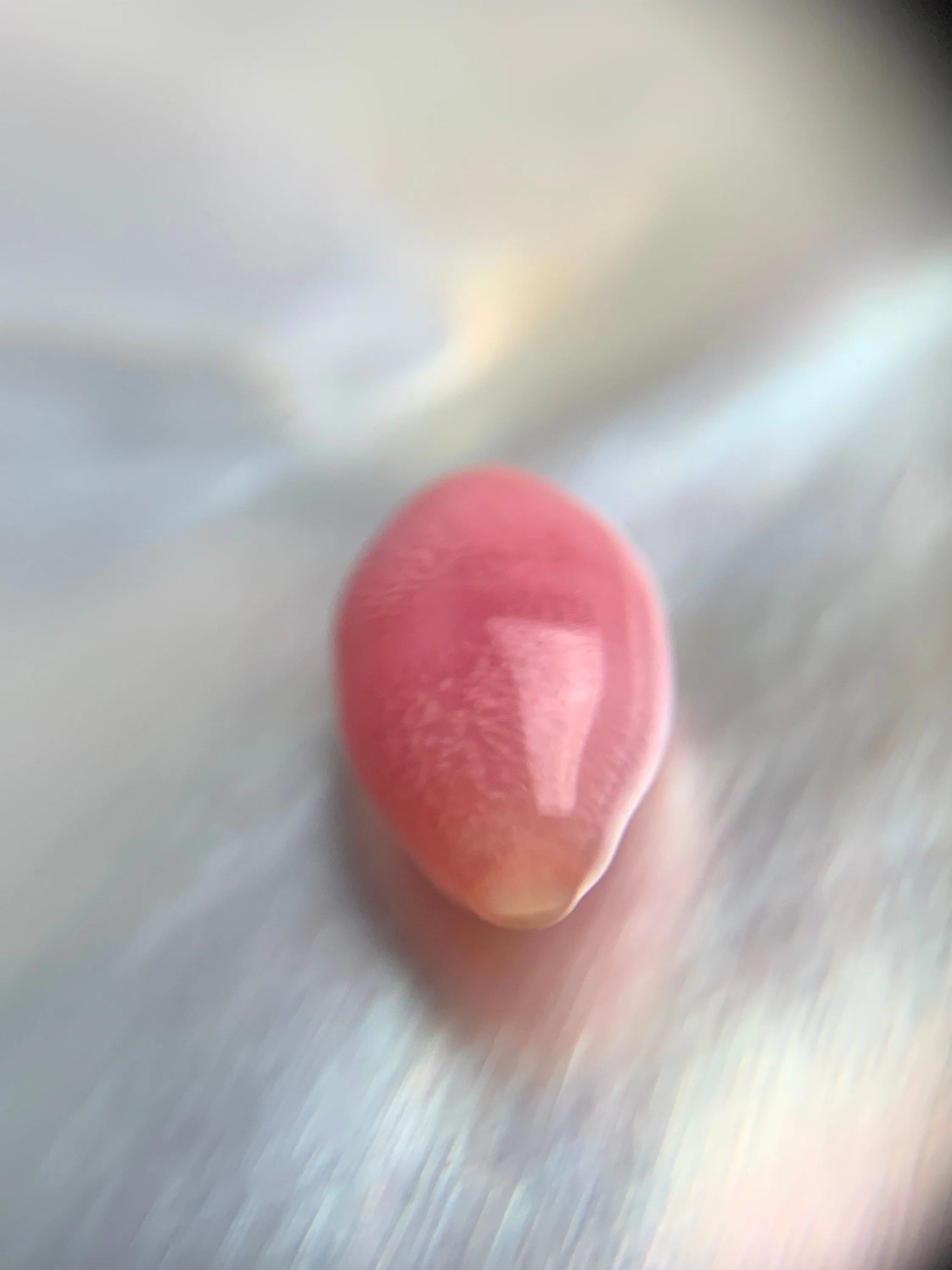 Natural conch Loose Pearl 1.52ct No.50